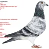 RO 26-288660 CRIM'S BKITTEL Barboi Lucian Grandaughter to super  breeding hen BKittela Mother to: 1  1810p 219km 1  1264p 221km 1   969p 234km 1  2615p 164km  1  1525p 190km 2   365p 382km 3  3057p 181km 6   784p 219km 7  1211p 126km 8  2615p 164km Mother grandaughter to Crimson Gebr. Leideman father to  1 Nat. BRD and & Nat ACE BRD Hen 2022