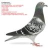 BE 6099869 2025 Femela Orig. Johan Donckers  Sora de tatat cu locul 5 Olympic Hope 2020, 1 Noyon 6930p 1 Noyon  2444p, 3 Noyon 2465p
