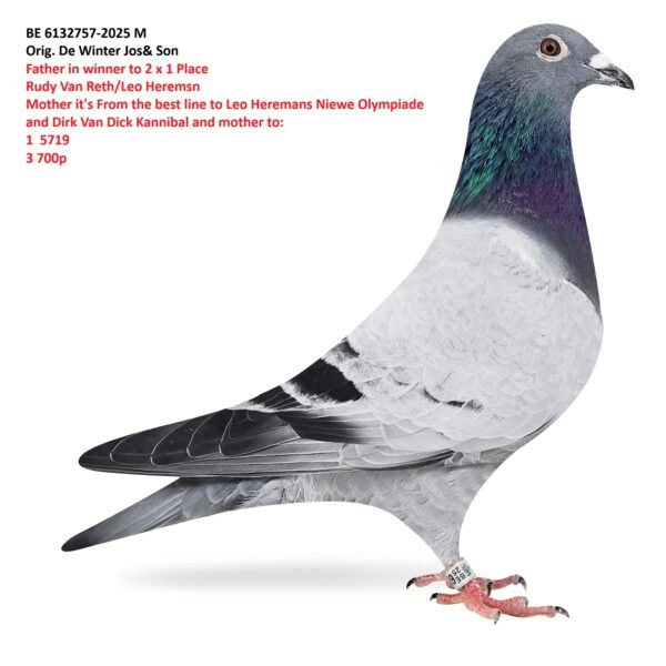 BE 6131757 2025 Mascul Orig. De Winter Jos & Son tata castigator de 2 locuri 1 Rudy Van Reeth / Leo Heremans, mama super reproducatoare  Kannibaal Van Dick/ Leo Heremans