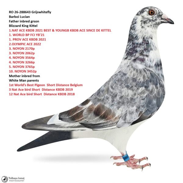 12 RO 26-288643 Grijswhitefly Barboi Lucian Father inbred grson Blizzard King Kittel 1.NAT ACE KBDB 2021 BEST & YOUNGB KBDB ACE SINCE DE KITTEL 1. WORLD BP FCI YB'21 1. PROV ACE KBDB 2021 2.OLYMPIC ACE 2022 3. NOYON 2170p 3. NOYON 2062p 4. NOYON 3564p 4. NOYON 3266p 5. NOYON 3765p 10. NOYON 3452p Mother inbred from White Man parents 1st World’s Best Pigeon Short Distance Belgium 3 Nat Ace bird Short Distance KBDB 2019 12 Nat Ace bird Short Distance KBDB 2018