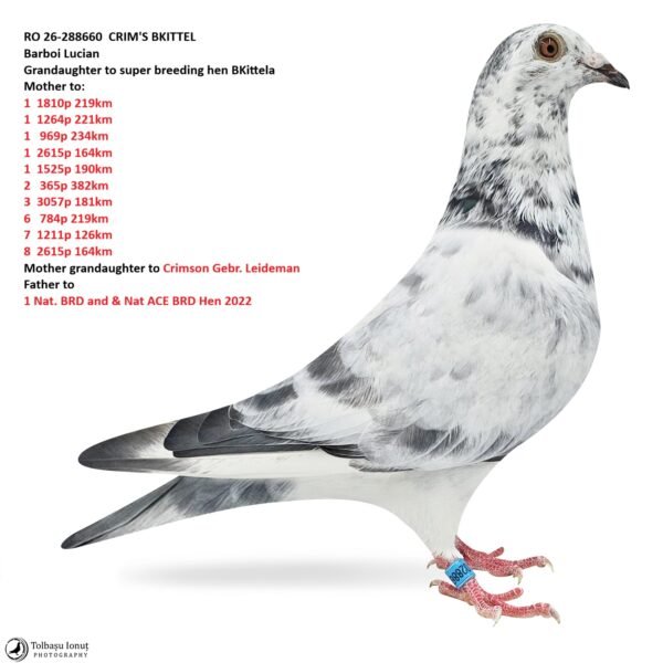 13 RO 26-288660 CRIM'S BKITTEL Barboi Lucian Grandaughter to super breeding hen BKittela Mother to: 1 1810p 219km 1 1264p 221km 1 969p 234km 1 2615p 164km 1 1525p 190km 2 365p 382km 3 3057p 181km 6 784p 219km 7 1211p 126km 8 2615p 164km Mother grandaughter to Crimson Gebr. Leideman father to 1 Nat. BRD and & Nat ACE BRD Hen 2022
