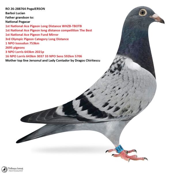 RO 26-288764 PogaJERSON Barboi Lucian Father grandson to: National Pogacar 1st National Ace Pigeon Long Distance WHZB-TBOTB 1st National Ace Pigeon long distance competition The Best 1st National Ace Pigeon Fund Mirror 3rd Olympic Pigeon Category Long Distance  1 NPO Issoudun 753km  2695 pigeons 3 NPO Lorris 643km 2021p 16 NPO Lorris 643km 3037 33 NPO Sens 592km 5706  Mother top line Jersonul and Lady Contador by Dragos Chiritescu