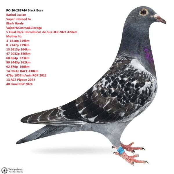 RO 26-288744 Black Boss Barboi Lucian Super inbreed to  Black Hardy Vajner&Cosma&Cioroga 5 Final Race Horodnicul  de Sus OLR 2021 420km Mother to: 3  1810p 219km 8  2147p 219km 13 2615p 164km  47 2032p 356km 68 854p  373km 90 2443p 262km 92 876p  160km 14 FINAL RACE 430km 476p 1057m/min RGP 2022 13 ACE Pigeon 2022 48 Final RGP 2024