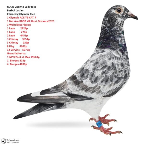 RO 26-288742 Lady Rico Barboi Lucian Inbreedig Olympic Rico 1 Olympic ACE YB CAT. F  1 Nat Ace KBDB YB Short Distance2020  1 WolrdBest Pigeon  1 Laon        2924p  1 Laon         274p 2 Laon        4451p 3 Chimay      3654p 3 Chimay       239p 8 Dizy        4982p 12 Vervins    5077p Grandfather to: 1.NPO Pont st Max 19563p 1. Bierges 818p  4. Bierges 4690p
