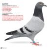 22 RO 26-288705 Algarve Jerson Barboi Liucian Consanvin JERSON C & G. Koopman Olympiad Pigeon'13 Long Distance Nitra 2 NPO Orleans 3480p 6 NPO Pithiviers 6452p 10Prov Boxtel 10698 9 Prov Boxtel 9392p 11 Prov Quievrain 6223p GranfFather to: 9. Final AsGolden Greece OLR in 2023 480km 483p 15.Semi-Final As Golden OLLR in 2023 325 km 550p 28.Final Derby Zagreb in 2023 500 km -767 pigeons 83. Final 1 (500km)2100p Derby Carmelo Yupi 2026 94.Final Viking Race2023 333 km - 263 pigeons