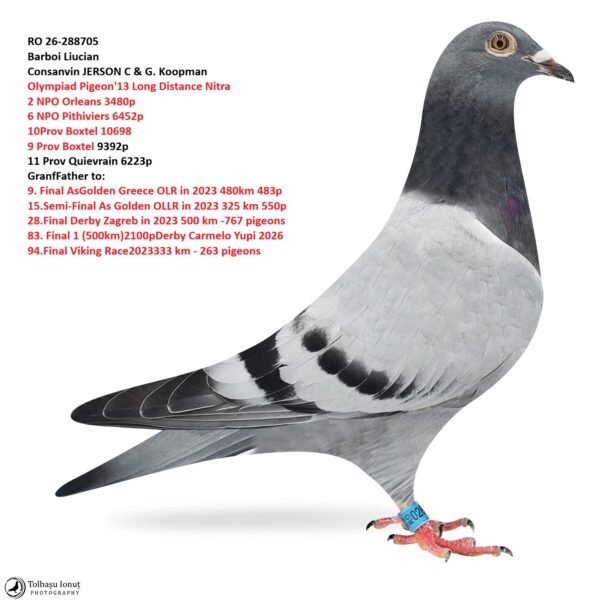 RO 26-288705 Algarve Jerson  Barboi Liucian Consanvin JERSON C & G. Koopman Olympiad Pigeon'13 Long Distance Nitra 2 NPO Orleans 3480p 6 NPO Pithiviers 6452p 10Prov Boxtel 10698 9 Prov Boxtel 9392p 11 Prov Quievrain 6223p GranfFather to: 9. Final AsGolden Greece OLR in 2023 480km 483p 15.Semi-Final As Golden OLLR in 2023 325 km 550p 28.Final Derby Zagreb in 2023 500 km -767 pigeons 83. Final 1 (500km)2100p Derby Carmelo Yupi 2026 94.Final Viking Race2023 333 km - 263 pigeons