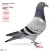 23 RO 26-288740 Primus Kittel Barboi Lucian Breed from 3 x 1 Place Grandaughter to Bkittela Mother to: 1 1810p 219km 1 1264p 221km 1 969p 234km 1 2615p 164km 1 1525p 190km 2 365p 382km 3 3057p 181km 6 784p 219km 7 1211p 126km 8 2615p 164km