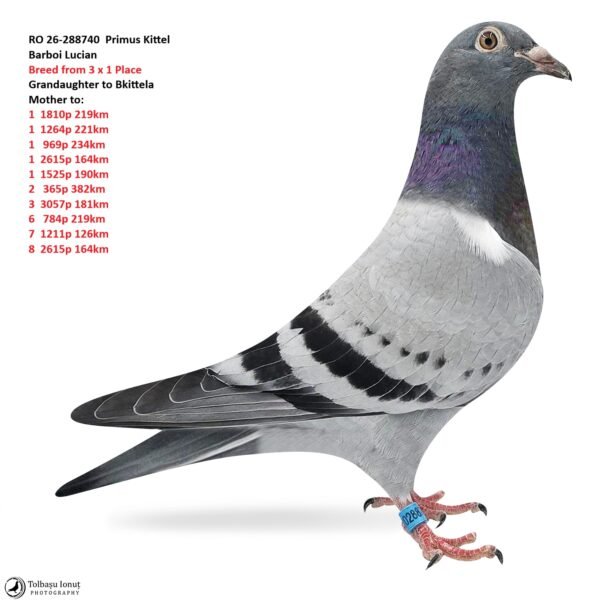 23 RO 26-288740 Primus Kittel Barboi Lucian Breed from 3 x 1 Place Grandaughter to Bkittela Mother to: 1 1810p 219km 1 1264p 221km 1 969p 234km 1 2615p 164km 1 1525p 190km 2 365p 382km 3 3057p 181km 6 784p 219km 7 1211p 126km 8 2615p 164km