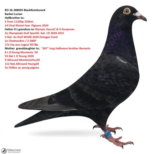3 RO 26-288695 BlackRomburack Barboi Lucian Halfbrother to: 5 11206p 235km 14 Final Rimini Fast Pigeons 2024