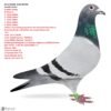 RO 26-288660 CRIM'S BKITTEL Barboi Lucian Grandaughter to super  breeding hen BKittela Mother to: 1  1810p 219km 1  1264p 221km 1   969p 234km 1  2615p 164km  1  1525p 190km 2   365p 382km 3  3057p 181km 6   784p 219km 7  1211p 126km 8  2615p 164km Mother grandaughter to Crimson Gebr. Leideman father to  1 Nat. BRD and & Nat ACE BRD Hen 2022