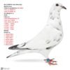 6 RO 25-288750 Best Kittel Grijs Barboi Lucian Inbreeding Best Kittel Grandson to Alan x BKitela super breeding pigeons, they are breeders more than 50 x1 place as parents and grandparents