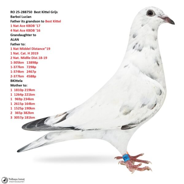 6 RO 25-288750 Best Kittel Grijs Barboi Lucian Inbreeding Best Kittel Grandson to Alan x BKitela super breeding pigeons, they are breeders more than 50 x1 place as parents and grandparents