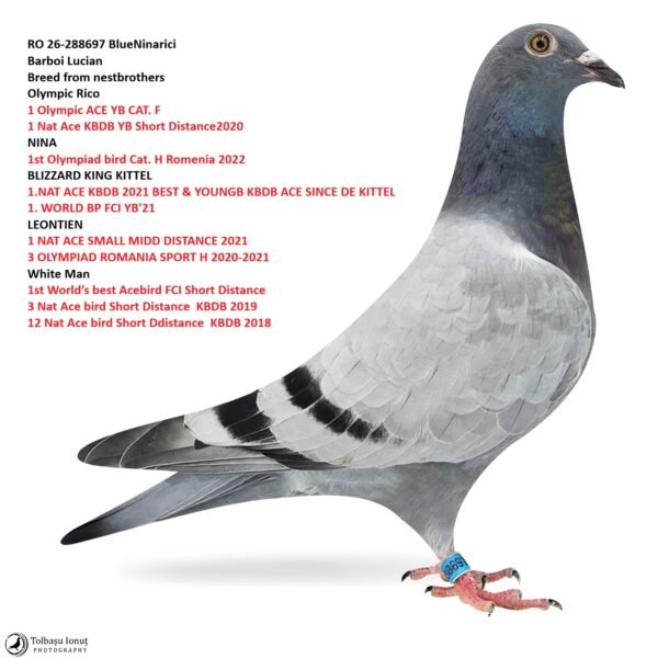 RO 26-288697 BlueNinarici Barboi Lucian Super Inbred to  Olympic Rico 1 Olympic ACE YB CAT. F 1 Nat Ace KBDB YB Short Distance2020 NINA 1st Olympiad bird Cat. H Romenia 2022 BLIZZARD KING KITTEL  1.NAT ACE KBDB 2021 BEST & YOUNGB KBDB ACE SINCE DE KITTEL 1. WORLD BP FCI YB'21