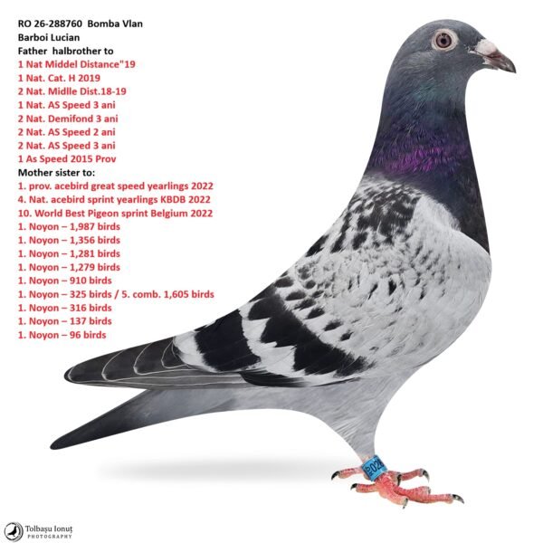 RO 26-288760 Bomba Vlan Barboi Lucian father its halbrother to 1 Nat Middel Distance"19 1 Nat. Cat. H 2019 2 Nat. Midlle Dist.18-19 1 Nat. AS Speed 3 ani  2 Nat. Demifond 3 ani  2 Nat. AS Speed 2 ani  2 Nat. AS Speed 3 ani 1 As Speed 2015 Prov Mother sister to: 1. prov. acebird great  speed yearlings 2022 4. Nat. acebird sprint  yearlings KBDB 2022 10. World Best Pigeon  sprint Belgium 2022 1. Noyon – 1,987 birds 1. Noyon – 1,356 birds 1. Noyon – 1,281 birds 1. Noyon – 1,279 birds 1. Noyon – 910 birds 1. Noyon – 325 birds / 5. comb. 1,605 birds 1. Noyon – 316 birds 1. Noyon – 137 birds 1. Noyon – 96 birds 1. Noyon – 78 birds No doubles. Also winner of 10x 2. & 4x 3. prize