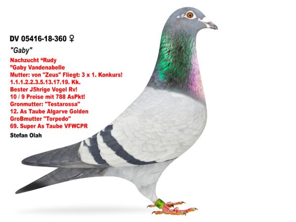 1000023131 DV 866-26-232 Mascul Stefan Olah Frate cu locul 1 Finala Corabia Summer 2024 Pitbull777/ Kittel /Gaby Vandenabeele