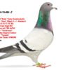 1000023132 DV 866-26-232 Mascul Stefan Olah Frate cu locul 1 Finala Corabia Summer 2024 Pitbull777/ Kittel /Gaby Vandenabeele