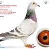 1000053663 DV 866-26-232 Mascul Stefan Olah Frate cu locul 1 Finala Corabia Summer 2024 Pitbull777/ Kittel /Gaby Vandenabeele