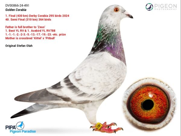 1000053663 DV 866-26-232 Mascul Stefan Olah Frate cu locul 1 Finala Corabia Summer 2024 Pitbull777/ Kittel /Gaby Vandenabeele