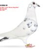 1000099093 DV 866-25-854 Mascul Stefan Olah Mama este nepoata Blizzard King Kiteel x Olympic Rico