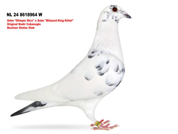1000099093 DV 866-25-854 Mascul Stefan Olah Mama este nepoata Blizzard King Kiteel x Olympic Rico