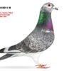 1000099097 DV 866-26-250 Mascul Stefan Olah mama dubla nepoata Pitbull777 tatal consancvin Best Kittel