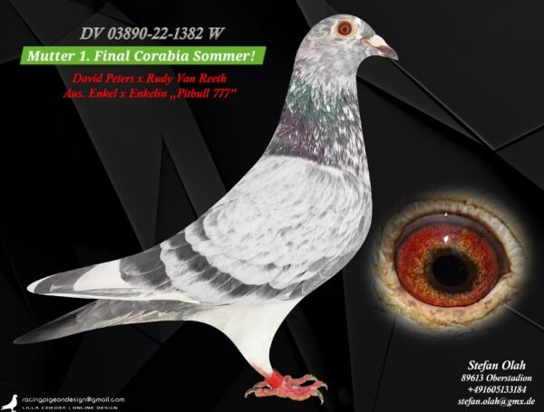 1000130776 DV 866-26-262 Femela Stefan Olah, mama este sora cu locul 1 Finala Corabia, tata este Blizzard King Kittelx Best Kittel x Ares