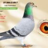 1000130777 DV 866-26-262 Femela Stefan Olah, mama este sora cu locul 1 Finala Corabia, tata este Blizzard King Kittelx Best Kittel x Ares