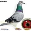 1000130778 DV 866-26-262 Femela Stefan Olah, mama este sora cu locul 1 Finala Corabia, tata este Blizzard King Kittelx Best Kittel x Ares