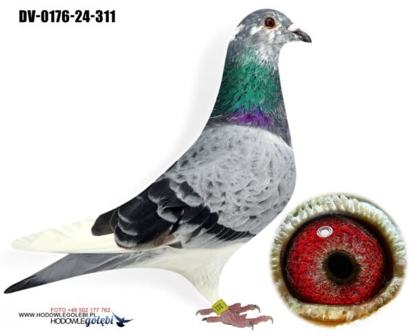 1000130778 DV 866-26-262 Femela Stefan Olah, mama este sora cu locul 1 Finala Corabia, tata este Blizzard King Kittelx Best Kittel x Ares