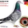 1000130782 DV 866-26-241 Mascul Stefan Olah, Best Kittel / Jackpot Gert Heylen/ Gaby Vandenabeele