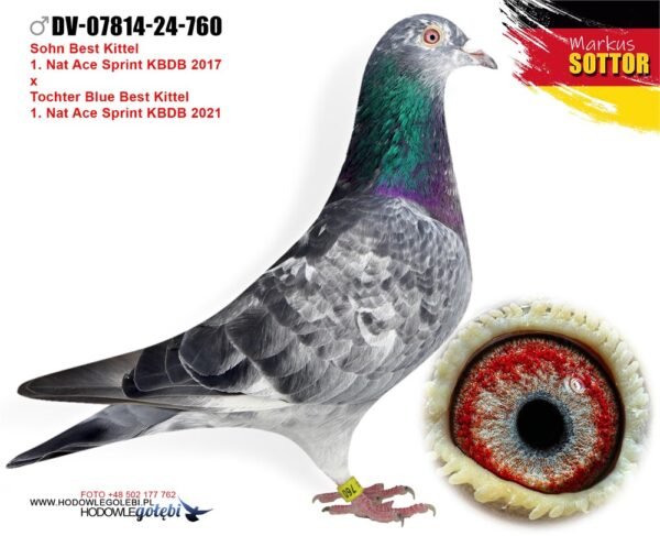 1000130782 DV 866-26-241 Mascul Stefan Olah, Best Kittel / Jackpot Gert Heylen/ Gaby Vandenabeele