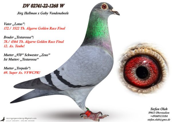 1268 e DV 866-26-237 Femela Stefan Olah Romario Hallmann/ Gaby Vandenabeele aceeasi linie cu tatal locului 1 finala Corabia