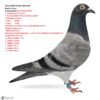 17 RO 26-288738 Femela RICO MACHINE Barboi Lucian Grandaughter to OLYMPIC RICO 1 Olympic ACE YB CAT. F 1 Nat Ace KBDB YB Short Distance2020 1 WolrdBest Pigeon 1 Laon 2924p 1 Laon 274p Halfsister its mother to 13 Final Imperial OLR 26 Mother Halsister to: "MACHINE PB 61" RACED by STROE & BARTOS 3.NAT A.CAT OLYMPIAD DORTMUND 26 5 PROV ACE SD Y I24 11.PROV SPRINT Y '24 1. 162km 1.835p. 1. 380km 1,542p. 1. 249km 719 p. 1. 259km 735 p. 1. 219km 938 p.
