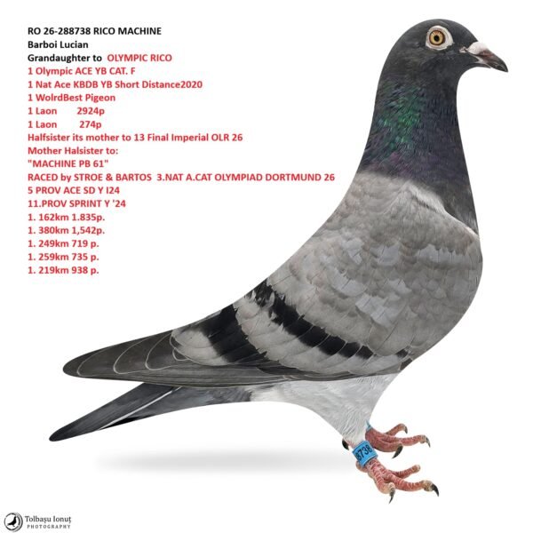17 RO 26-288738 Femela RICO MACHINE Barboi Lucian Grandaughter to OLYMPIC RICO 1 Olympic ACE YB CAT. F 1 Nat Ace KBDB YB Short Distance2020 1 WolrdBest Pigeon 1 Laon 2924p 1 Laon 274p Halfsister its mother to 13 Final Imperial OLR 26 Mother Halsister to: "MACHINE PB 61" RACED by STROE & BARTOS 3.NAT A.CAT OLYMPIAD DORTMUND 26 5 PROV ACE SD Y I24 11.PROV SPRINT Y '24 1. 162km 1.835p. 1. 380km 1,542p. 1. 249km 719 p. 1. 259km 735 p. 1. 219km 938 p.