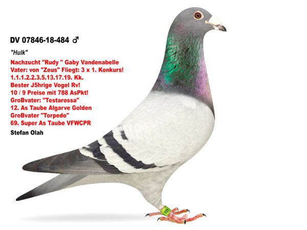 DV 07846-18-484 V DV 866-26-237 Femela Stefan Olah Romario Hallmann/ Gaby Vandenabeele aceeasi linie cu tatal locului 1 finala Corabia