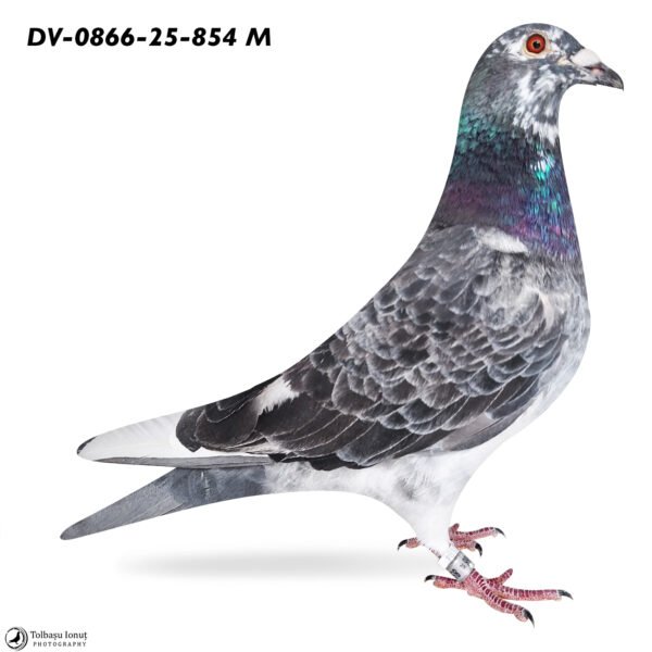 DV 866-25-854 Mascul Stefan Olah Mama este nepoata Blizzard King Kiteel x Olympic Rico