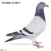 DV 866-26-885 Femela Stefan Olah sora ei zboara loc 3 la 235km Corabia Winter Spania,  nepoata Zeus 3x locul 1