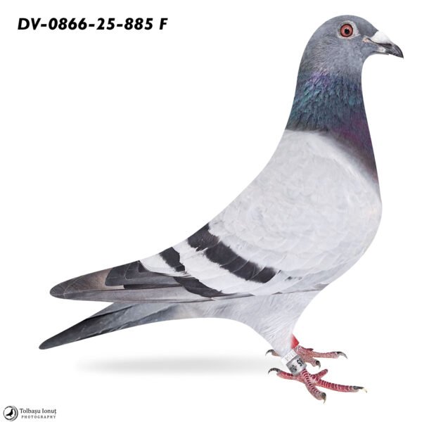 DV 866-26-885 Femela Stefan Olah sora ei zboara loc 3 la 235km Corabia Winter Spania,  nepoata Zeus 3x locul 1