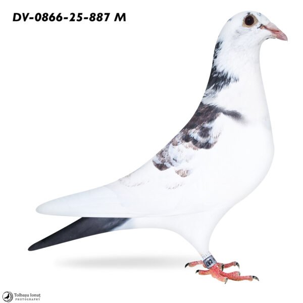 DV 866-25-887 Mascul Stefam Olah Mama este nepoata Olympic Rico si Blizzard King Kittel