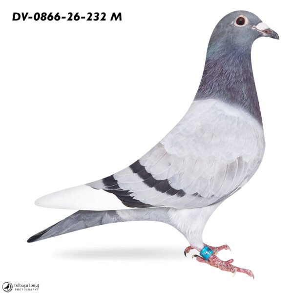 DV 866-26-232 Mascul Stefan Olah Frate cu locul 1 Finala Corabia Summer 2024 Pitbull777/ Kittel /Gaby Vandenabeele