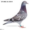 DV 866-26-250 Mascul Stefan Olah mama dubla nepoata Pitbull777 tatal consancvin Best Kittel