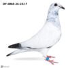 DV 866-26-252 Femela Stefan Olah Kittel/ Pitbul777/ Blizzard King Kittel/ Best Kittel II /Blue Best Kittel super linii intr un singur porumbel