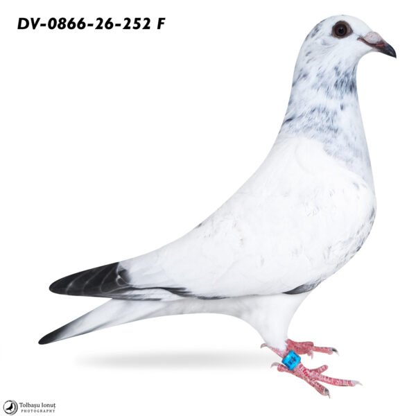 DV 866-26-252 Femela Stefan Olah Kittel/ Pitbul777/ Blizzard King Kittel/ Best Kittel II /Blue Best Kittel super linii intr un singur porumbel
