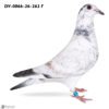 DV 866-26-262 Femela Stefan Olah, mama este sora cu locul 1 Finala Corabia, tata este Blizzard King Kittelx Best Kittel x Ares