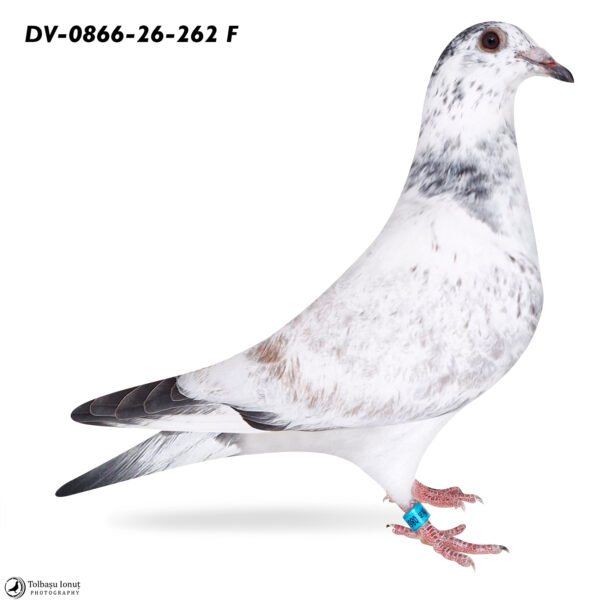 DV 866-26-262 Femela Stefan Olah, mama este sora cu locul 1 Finala Corabia, tata este Blizzard King Kittelx Best Kittel x Ares