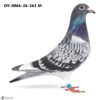 DV 866-26-263 Mascul Stefan Olah Olympic Rico/ Blizzard King Kittel / Gaby Vandenabeele