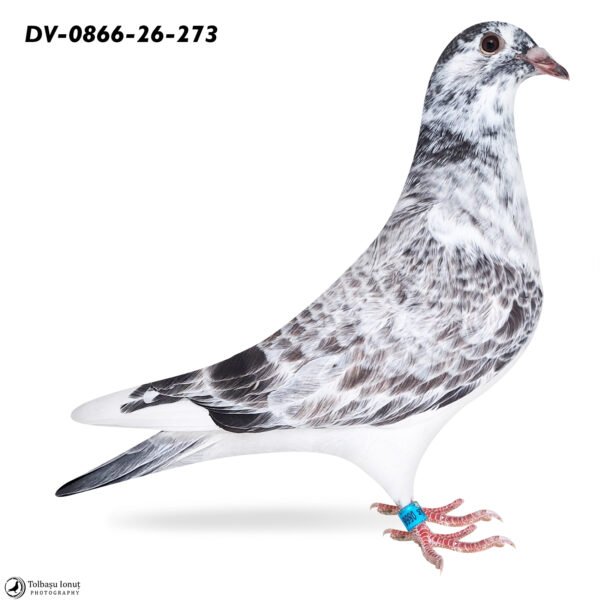 DV 866-26-273 Femela Stefan Olah Blizzard King Kittel/Pitbull777/Olympic Rico/Best Kittel