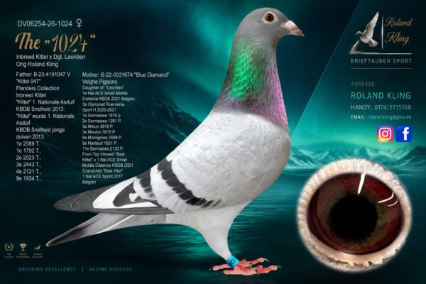 DV 6254-26-1024 Roland Kling Femela Tatal consangvina Broer Goede Rode, mama Fiica Leontine 1 Nat. Ace Small Middel Distance KBDB, nepoata Best Kittel