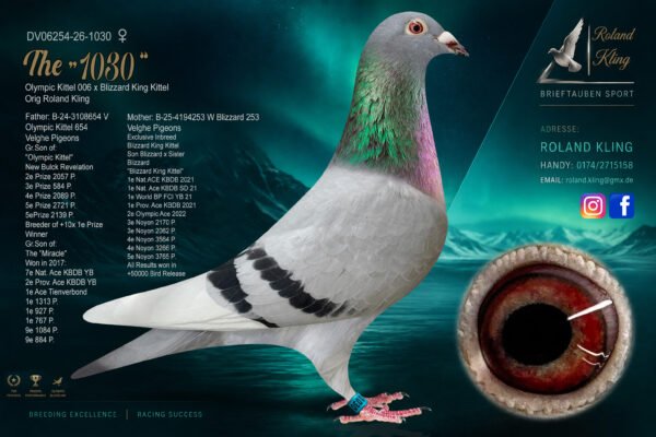 DV 6254-26-1030 Roland Kling Femela tatal este nepot Olympic Kittel 006 si The Miracle Dirk Van Den Bulk, mama este nepoata Blizzard King Kittel consangvina reprodusa din fiu Blizzard x sora Blizzard