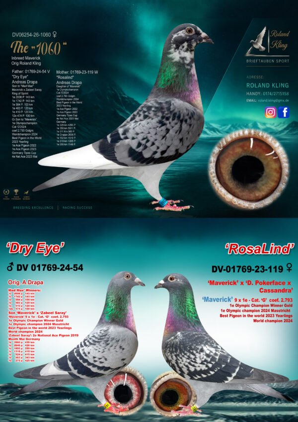 DV06254-26-1060 hen-3 in 1.jpg DV 6254-26-1060 Roland Kling Femela Nepoata Maverick 1 Olympiad bird Maastricht 2024 1 World Best Pigeon Yearlings 2023 1/5.911p – 1/4.283p – 1/2.636p 1/1.519p – 1/1.205p – 1/1.148p